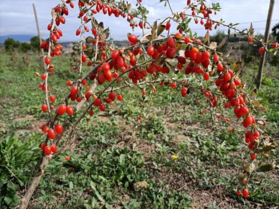 Dous Portos Quinta Da Estima 빌라 외부 사진