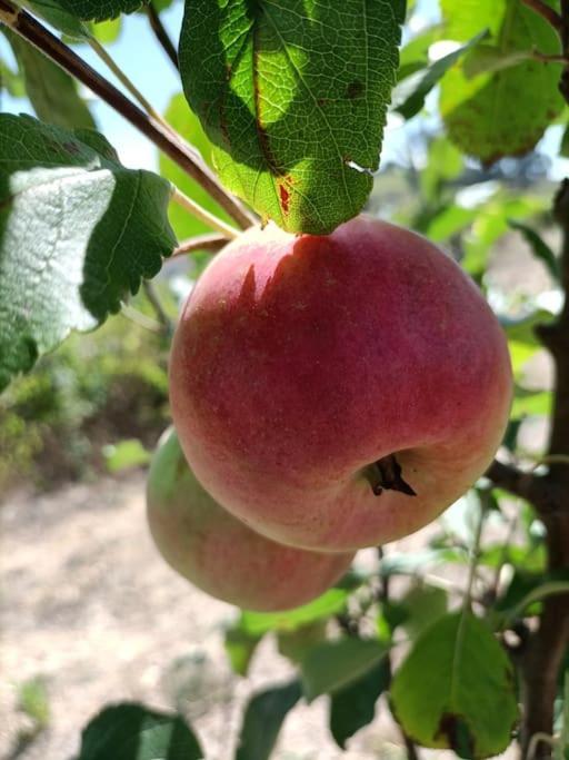 Dous Portos Quinta Da Estima 빌라 외부 사진